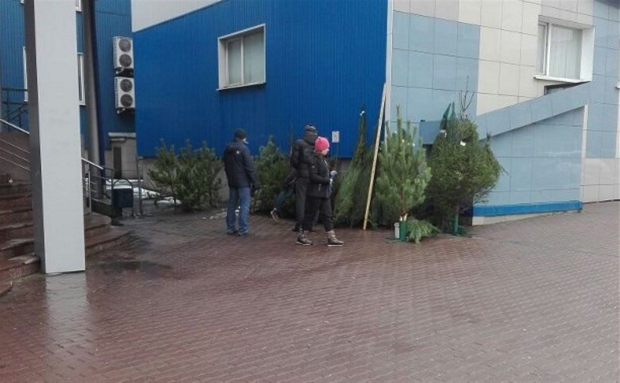 Туляки пожаловались на незаконную продажу ёлок возле ТЦ «Пролетарский»