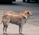 В Туле следователи начали проверку после публикации Myslo о нападении собаки на ребенка