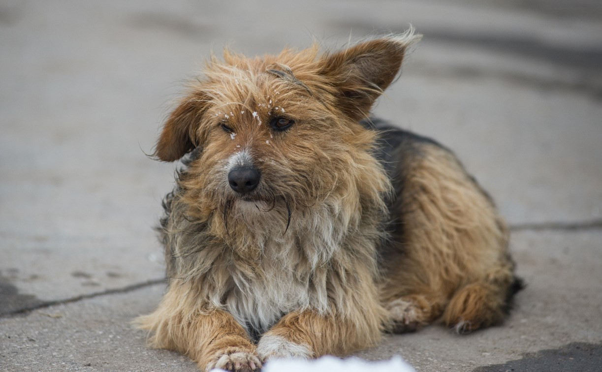 Активисты Венёва обвиняют ветеринара в массовом убийстве собак 