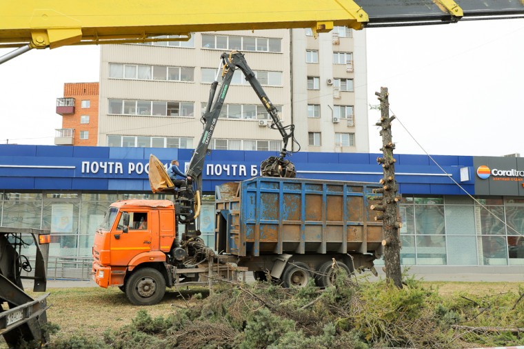 Туляки пожаловались на опасные ели на пересечении улицы Советской и Красноармейского проспекта