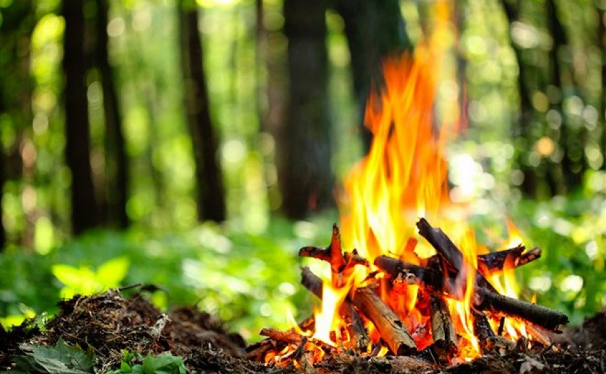 МЧС Тульской области запретило лесные пикники с кострами