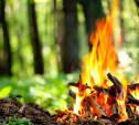 МЧС Тульской области запретило лесные пикники с кострами