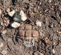 Житель Тульской области косил траву и нашел гранату