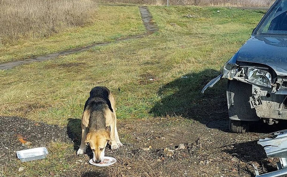 В Ефремове пёс второй день ждёт своих хозяев, попавших в ДТП