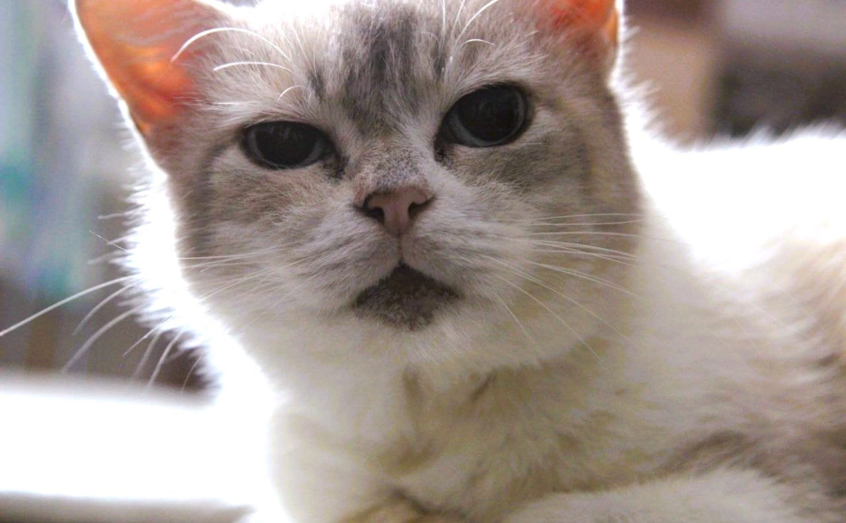 В Туле сегодня облачно и дождливо