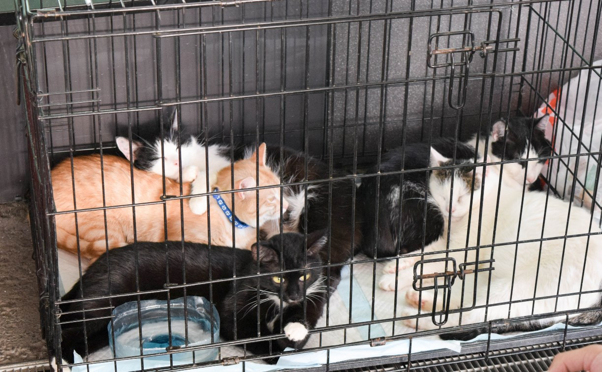 День кошек в «Макси»: эти питомцы ищут дом