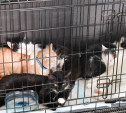 День кошек в «Макси»: эти питомцы ищут дом