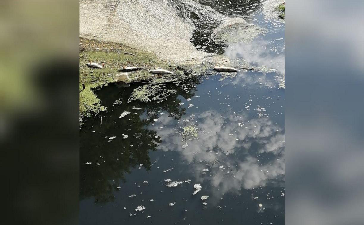 Экологическая катастрофа в Тульской области: в реку Черепеть сливают канализационные стоки 