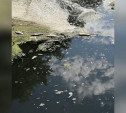 Экологическая катастрофа в Тульской области: в реку Черепеть сливают канализационные стоки 