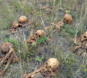В Белевском районе найдены останки погибших солдат Красной Армии 