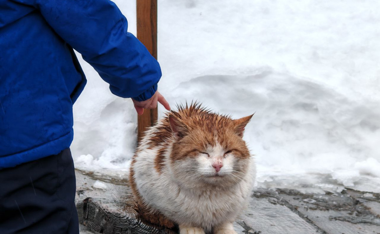 Мокрый снег с дождем и гололед: тульские синоптики дали прогноз на неделю