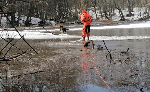 В Ефремовском районе сотрудники МЧС спасли дрейфующую на льдине собаку 