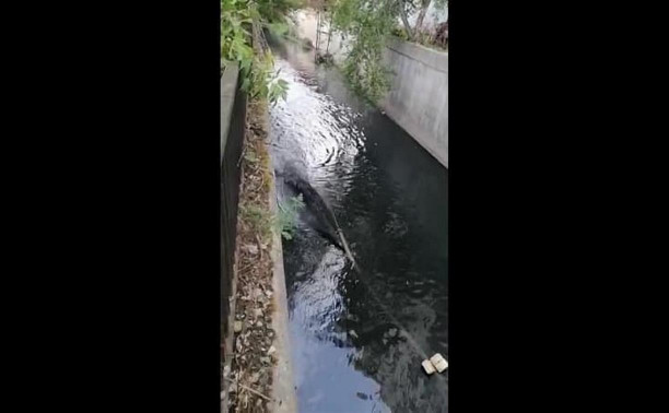 «Вонь страшенная»: туляк снял на видео слив нечистот в Воронку в черте города