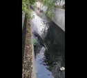 «Вонь страшенная»: туляк снял на видео слив нечистот в Воронку в черте города