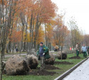 В Центральном парке Тулы высадили 35 крупномерных рябин
