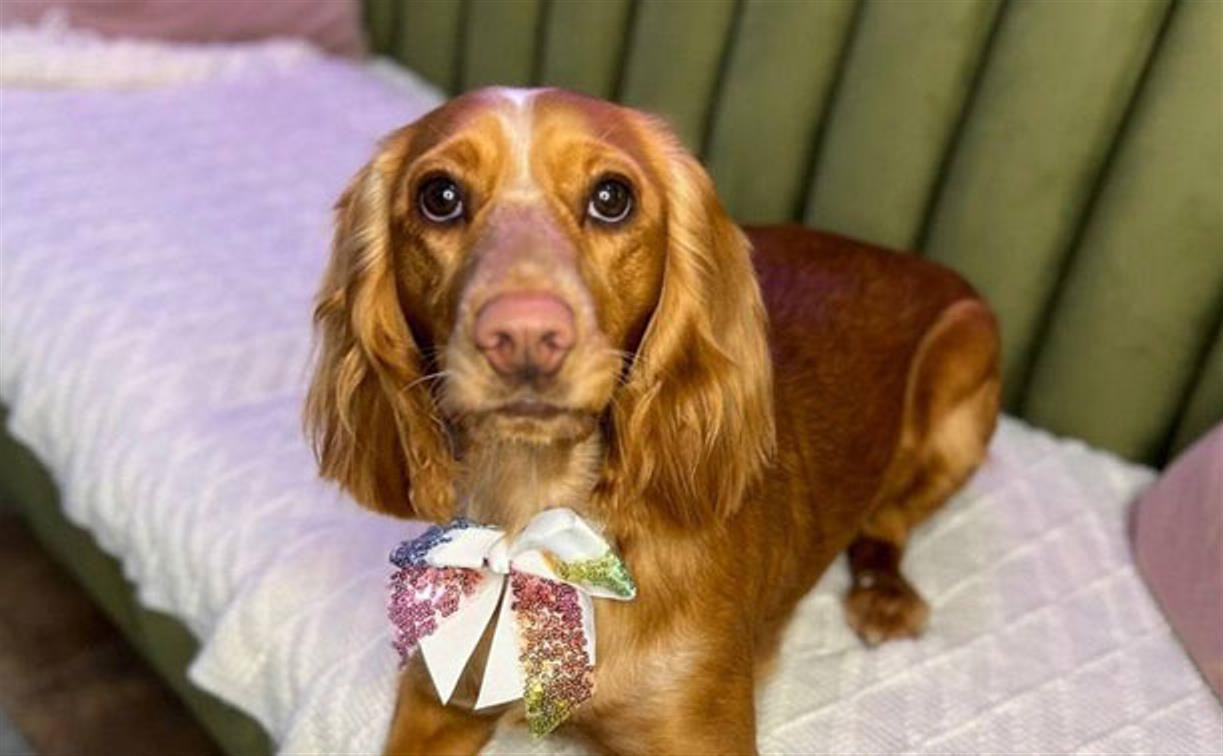 В Дубне пропала собака: хозяева объявили награду в 100 тысяч рублей
