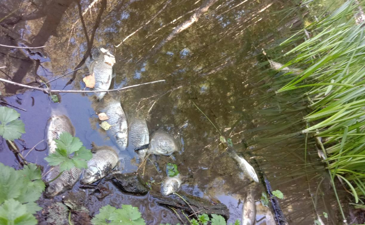 «Более 100 голов всплыли. Вонь стоит невыносимая»: Жители сообщают от массовом отравлении рыбы в Чернском районе