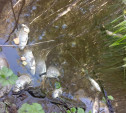 «Более 100 голов всплыли. Вонь стоит невыносимая»: Жители сообщают от массовом отравлении рыбы в Чернском районе
