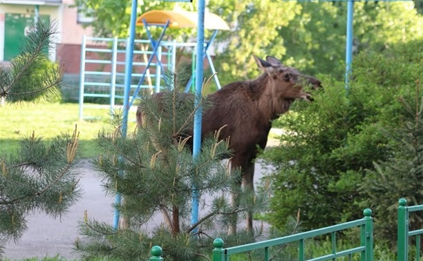 Лося отвели в лес за Чулковским кладбищем