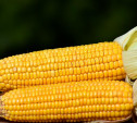 В Киреевском районе мужчина украл с поля почти полтонны кукурузы