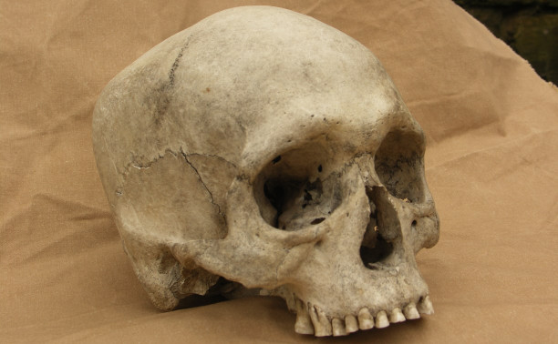 Обнаруженный на тульском заводе череп мог стать экспонатом или деталью интерьера 