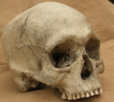 Обнаруженный на тульском заводе череп мог стать экспонатом или деталью интерьера 