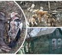 Нашествие бродячих собак в тульском СНТ: дачники ходят с баллонами и электрошокерами 