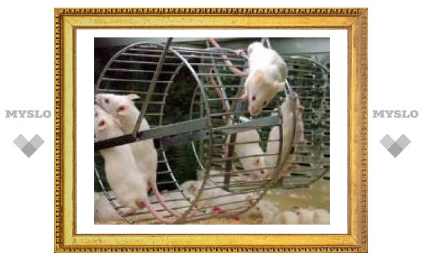 Японские ученые клонировали замороженных мышей