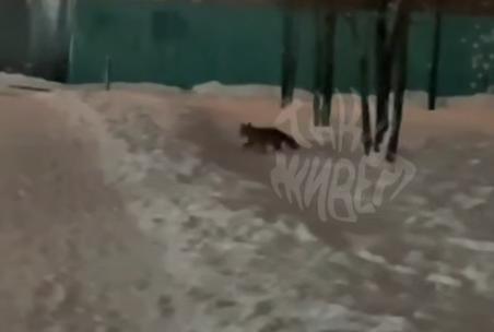 Туляки засняли лисиц на Казанской набережной