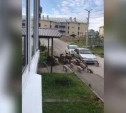 Свиньи в городе: жители сняли на видео, как по Скуратово разгуливало стадо хрюшек
