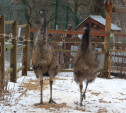 Как в зооуголке Центрального парка будут зимовать страусы?