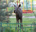 Полиция начала ловить лосенка во дворе дома по ул. Плеханова