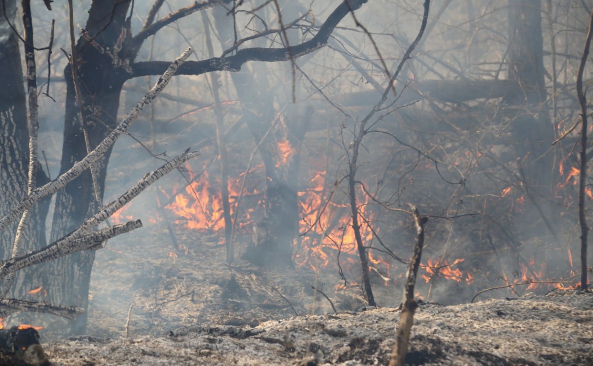 В Тульской области до 12 июля сохранится высокая степень пожароопасности