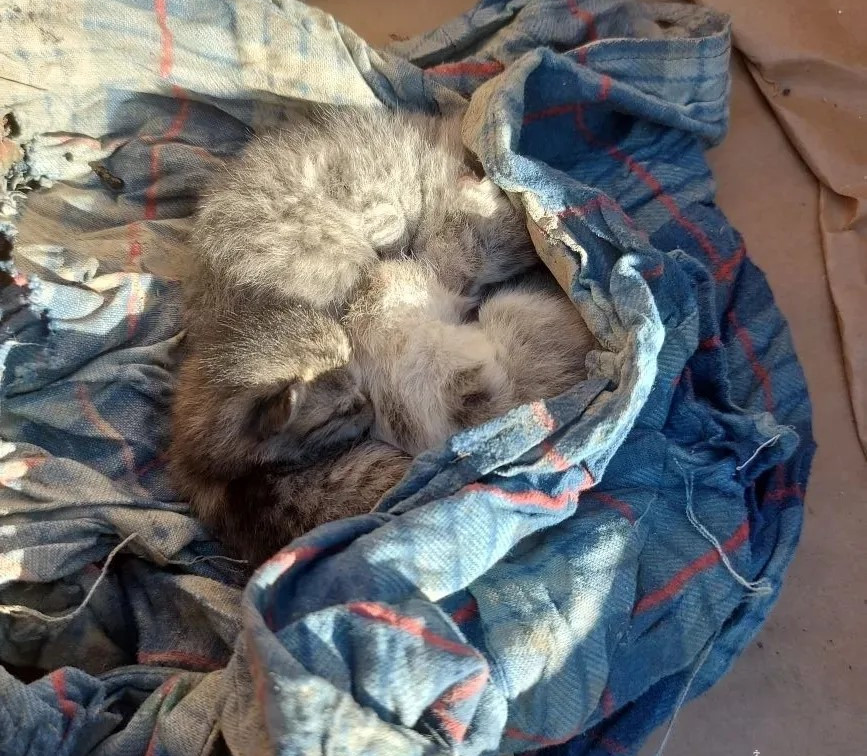 Тульские спасатели нашли и спасли трех котят при разборе здания в Дагестане