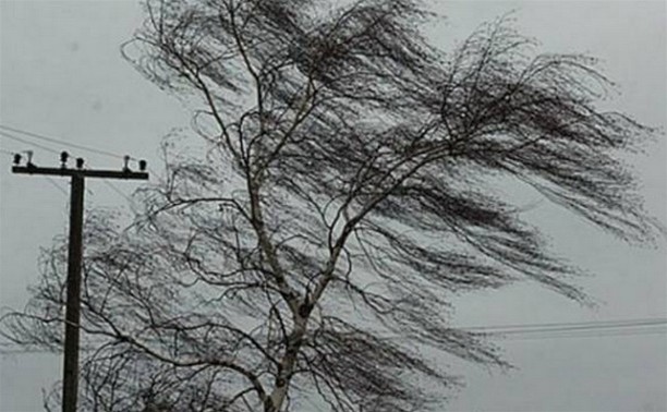 Сильный ветер в Плавске Тульской области повалил деревья и повредил крыши домов