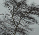 Сильный ветер в Плавске Тульской области повалил деревья и повредил крыши домов