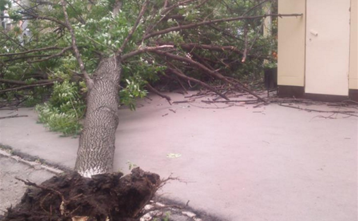 В Туле возле детской поликлиники упало дерево