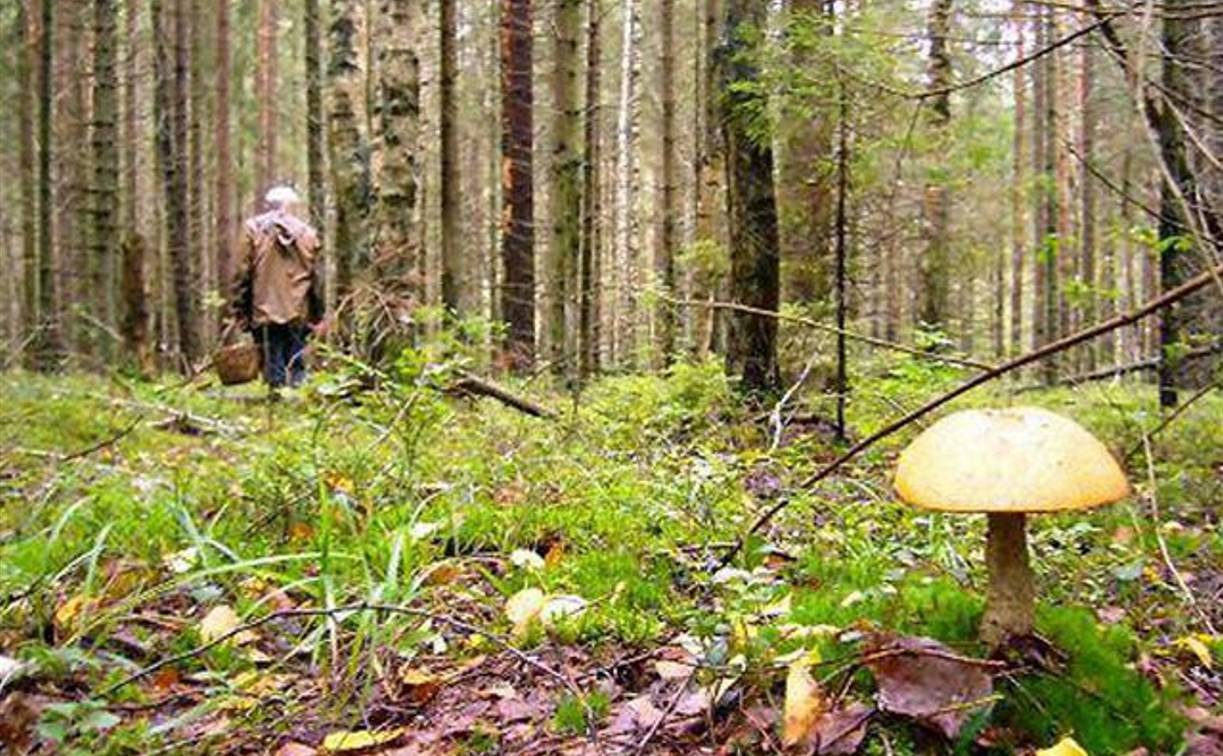Пенсионерка, заблудившаяся в лесу в Щёкинском районе, найдена живой