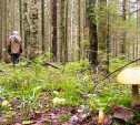 Пенсионерка, заблудившаяся в лесу в Щёкинском районе, найдена живой