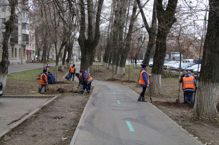 Вдоль веломаршрута «Лев Толстой» на проспекте Ленина начали высаживать липы