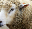 В тульской деревне ввели карантин из-за вспышки оспы коз и овец