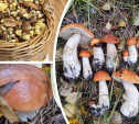 В Тульской области пошли грибы