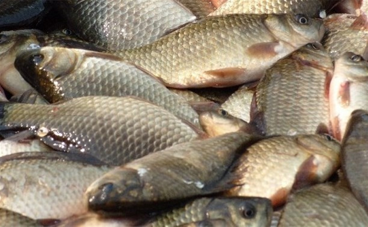За незаконный вылов рыбы может грозить до пяти лет тюрьмы