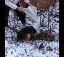 В Богородицке живодёры завязали собаку в мешок и выкинули на мороз