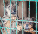 Туляки провели пикет «Закон нужен сейчас» в защиту животных 