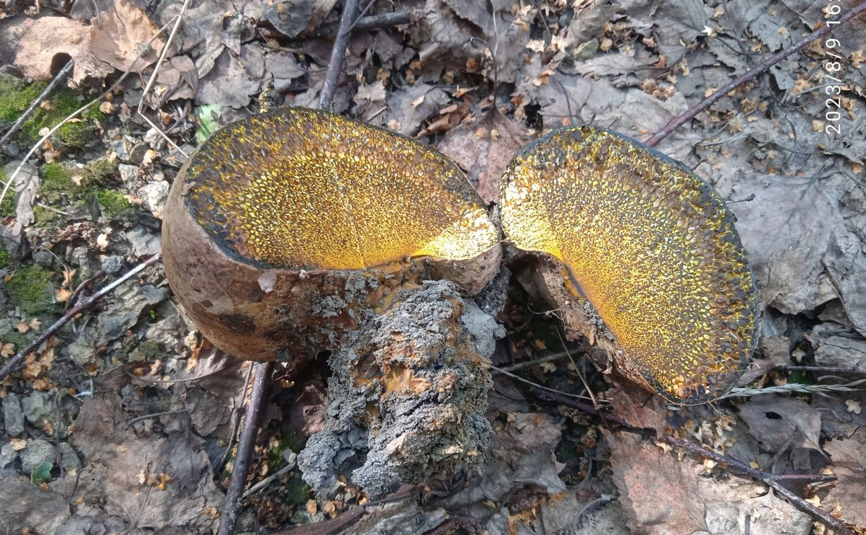 В тульском лесу нашли редкий гриб