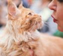Международная выставка кошек в Туле: фоторепортаж