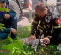 В Алексине сотрудники МЧС России спасли из пожара 10 человек и собаку
