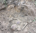 В Тульской области обнаружили останки пятерых солдат вермахта