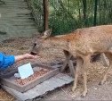 Олени и косули из Центрального парка не прочь полакомиться тыквами и кабачками — приносите им!